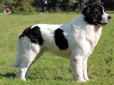 Picture of a a Newfoundland dog